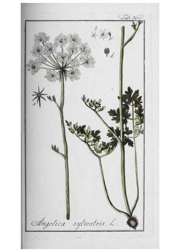 Reproducción/Reproduction 46456054254: Icones plantarum medicinalium.. Nürnberg :auf Kosten der Raspischen Buchhandlung,1779-1790. 