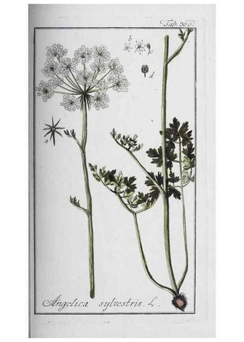 Reproducción/Reproduction 46456054254: Icones plantarum medicinalium.. Nürnberg :auf Kosten der Raspischen Buchhandlung,1779-1790. 