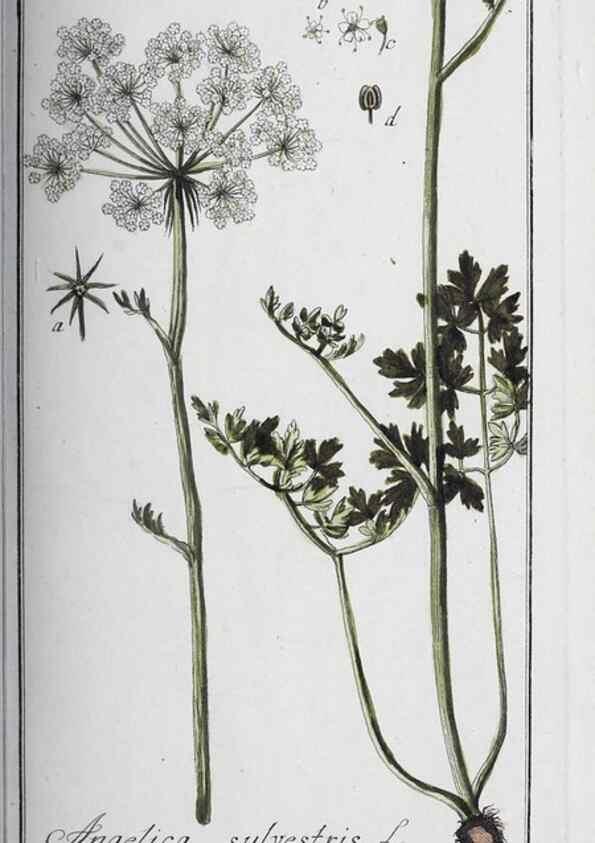 Reproducción/Reproduction 46456054254: Icones plantarum medicinalium.. Nürnberg :auf Kosten der Raspischen Buchhandlung,1779-1790. 