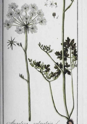 Reproducción/Reproduction 46456054254: Icones plantarum medicinalium.. Nürnberg :auf Kosten der Raspischen Buchhandlung,1779-1790. 