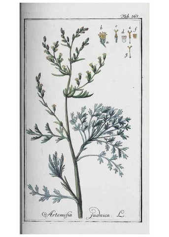 Reproducción/Reproduction 32237813727: Icones plantarum medicinalium.. Nürnberg :auf Kosten der Raspischen Buchhandlung,1779-1790. 
