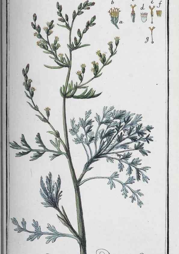Reproducción/Reproduction 32237813727: Icones plantarum medicinalium.. Nürnberg :auf Kosten der Raspischen Buchhandlung,1779-1790. 
