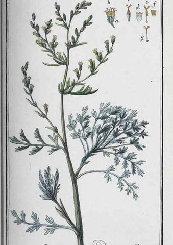 Reproducción/Reproduction 32237813727: Icones plantarum medicinalium.. Nürnberg :auf Kosten der Raspischen Buchhandlung,1779-1790. 