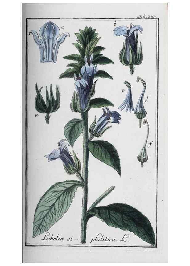 Reproducción/Reproduction 47127764332: Icones plantarum medicinalium.. Nürnberg :auf Kosten der Raspischen Buchhandlung,1779-1790. 