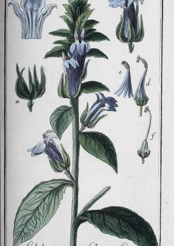 Reproducción/Reproduction 47127764332: Icones plantarum medicinalium.. Nürnberg :auf Kosten der Raspischen Buchhandlung,1779-1790. 