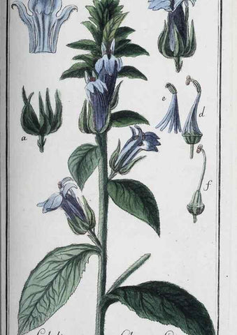 Reproducción/Reproduction 47127764332: Icones plantarum medicinalium.. Nürnberg :auf Kosten der Raspischen Buchhandlung,1779-1790. 