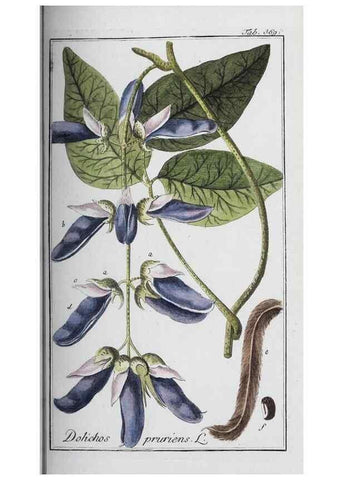 Reproducción/Reproduction 46456055274: Icones plantarum medicinalium.. Nürnberg :auf Kosten der Raspischen Buchhandlung,1779-1790. 