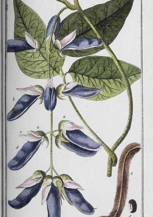 Reproducción/Reproduction 46456055274: Icones plantarum medicinalium.. Nürnberg :auf Kosten der Raspischen Buchhandlung,1779-1790. 