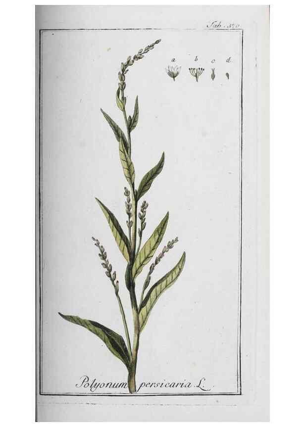 Reproducción/Reproduction 47179594731: Icones plantarum medicinalium.. Nürnberg :auf Kosten der Raspischen Buchhandlung,1779-1790. 