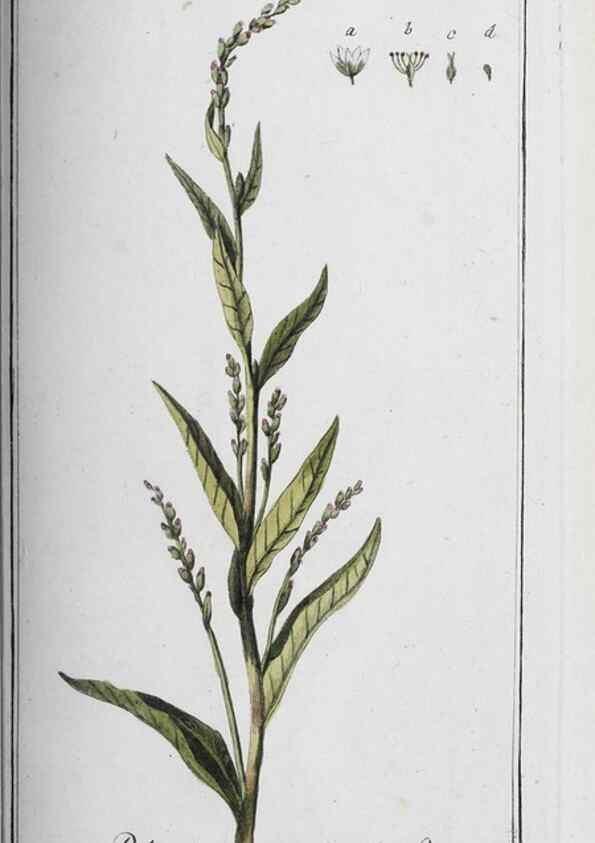 Reproducción/Reproduction 47179594731: Icones plantarum medicinalium.. Nürnberg :auf Kosten der Raspischen Buchhandlung,1779-1790. 