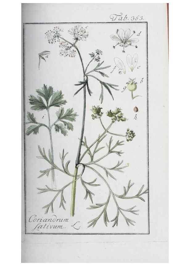 Reproducción/Reproduction 46265388525: Icones plantarum medicinalium.. Nürnberg :auf Kosten der Raspischen Buchhandlung,1779-1790. 