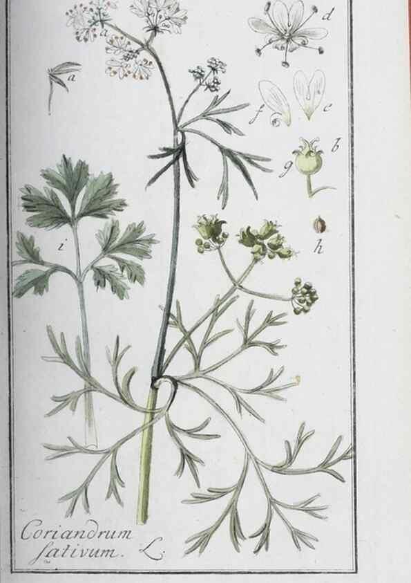 Reproducción/Reproduction 46265388525: Icones plantarum medicinalium.. Nürnberg :auf Kosten der Raspischen Buchhandlung,1779-1790. 
