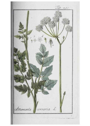 Reproducción/Reproduction 40214746203: Icones plantarum medicinalium.. Nürnberg :auf Kosten der Raspischen Buchhandlung,1779-1790. 