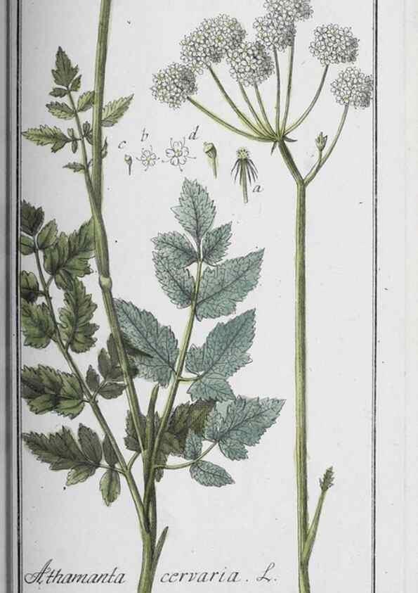 Reproducción/Reproduction 40214746203: Icones plantarum medicinalium.. Nürnberg :auf Kosten der Raspischen Buchhandlung,1779-1790. 