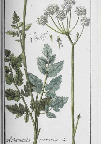 Reproducción/Reproduction 40214746203: Icones plantarum medicinalium.. Nürnberg :auf Kosten der Raspischen Buchhandlung,1779-1790. 