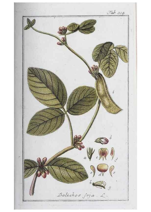 Reproducción/Reproduction 40214686773: Icones plantarum medicinalium.. Nürnberg :auf Kosten der Raspischen Buchhandlung,1779-1790. 