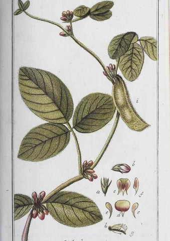 Reproducción/Reproduction 40214686773: Icones plantarum medicinalium.. Nürnberg :auf Kosten der Raspischen Buchhandlung,1779-1790. 