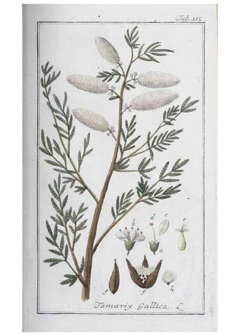 Reproducción/Reproduction 32237764777: Icones plantarum medicinalium.. Nürnberg :auf Kosten der Raspischen Buchhandlung,1779-1790. 