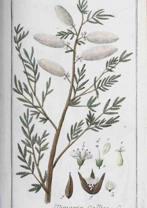 Reproducción/Reproduction 32237764777: Icones plantarum medicinalium.. Nürnberg :auf Kosten der Raspischen Buchhandlung,1779-1790. 