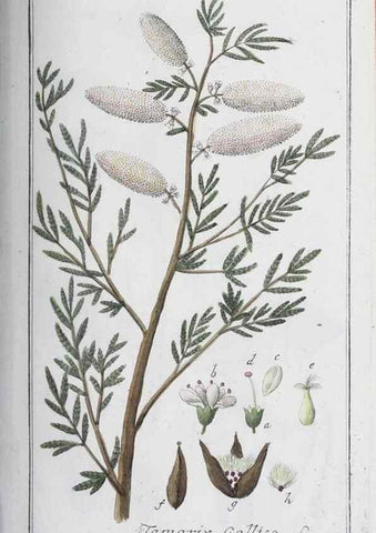 Reproducción/Reproduction 32237764777: Icones plantarum medicinalium.. Nürnberg :auf Kosten der Raspischen Buchhandlung,1779-1790. 