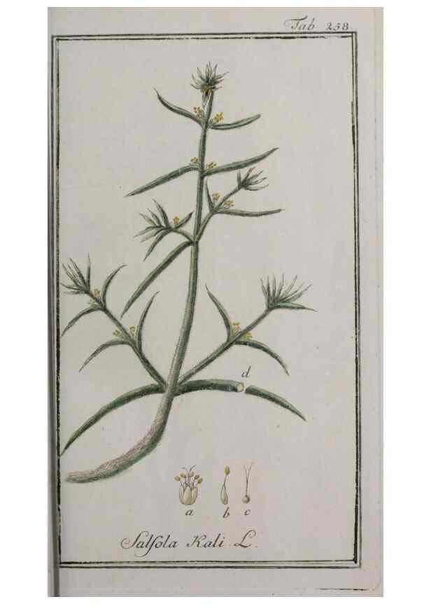 Reproducción/Reproduction 47179411431: Icones plantarum medicinalium.. Nürnberg :auf Kosten der Raspischen Buchhandlung,1779-1790. 
