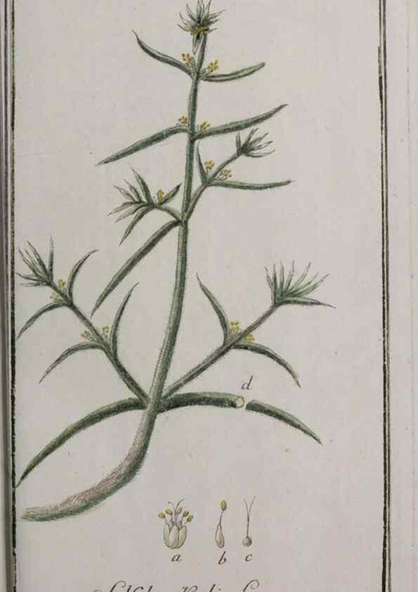 Reproducción/Reproduction 47179411431: Icones plantarum medicinalium.. Nürnberg :auf Kosten der Raspischen Buchhandlung,1779-1790. 