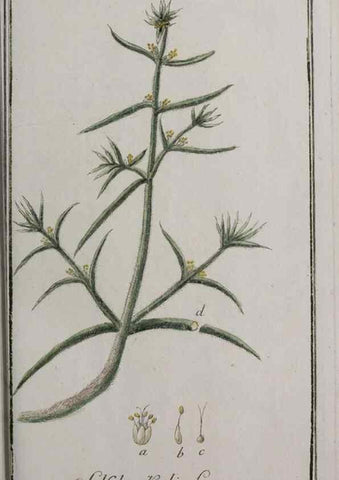 Reproducción/Reproduction 47179411431: Icones plantarum medicinalium.. Nürnberg :auf Kosten der Raspischen Buchhandlung,1779-1790. 