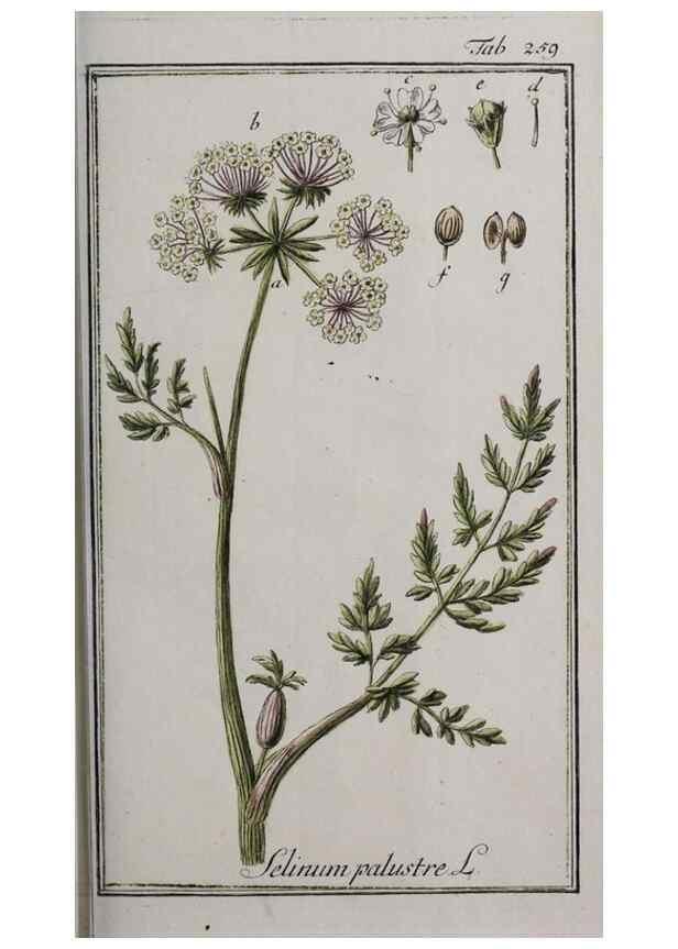 Reproducción/Reproduction 46455894164: Icones plantarum medicinalium.. Nürnberg :auf Kosten der Raspischen Buchhandlung,1779-1790. 