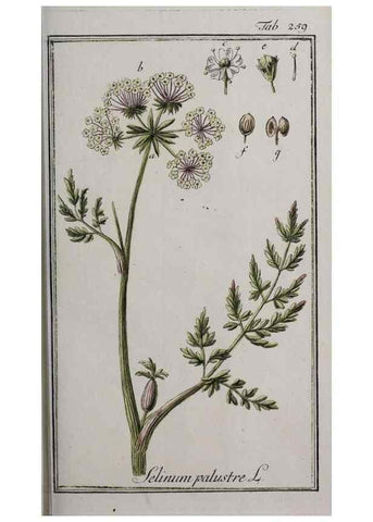 Reproducción/Reproduction 46455894164: Icones plantarum medicinalium.. Nürnberg :auf Kosten der Raspischen Buchhandlung,1779-1790. 