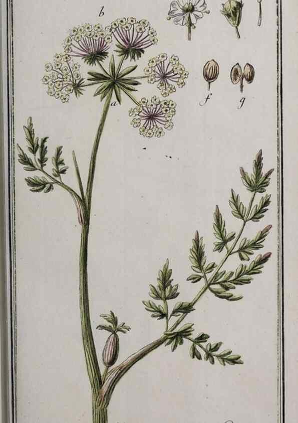 Reproducción/Reproduction 46455894164: Icones plantarum medicinalium.. Nürnberg :auf Kosten der Raspischen Buchhandlung,1779-1790. 