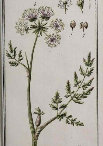 Reproducción/Reproduction 46455894164: Icones plantarum medicinalium.. Nürnberg :auf Kosten der Raspischen Buchhandlung,1779-1790. 