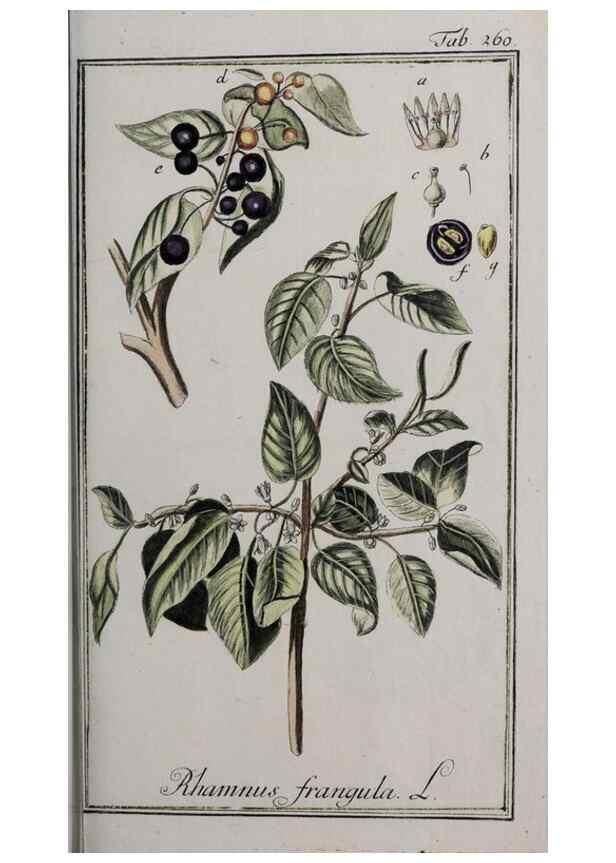 Reproducción/Reproduction 47179413331: Icones plantarum medicinalium.. Nürnberg :auf Kosten der Raspischen Buchhandlung,1779-1790. 