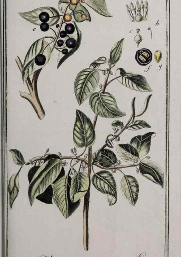 Reproducción/Reproduction 47179413331: Icones plantarum medicinalium.. Nürnberg :auf Kosten der Raspischen Buchhandlung,1779-1790. 