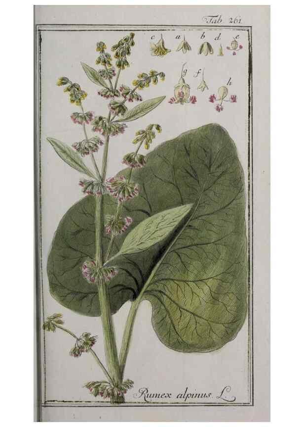 Reproducción/Reproduction 46455896134: Icones plantarum medicinalium.. Nürnberg :auf Kosten der Raspischen Buchhandlung,1779-1790. 