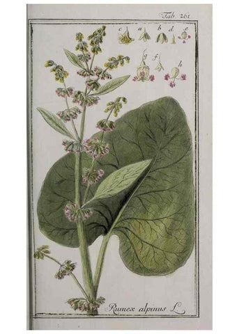 Reproducción/Reproduction 46455896134: Icones plantarum medicinalium.. Nürnberg :auf Kosten der Raspischen Buchhandlung,1779-1790. 