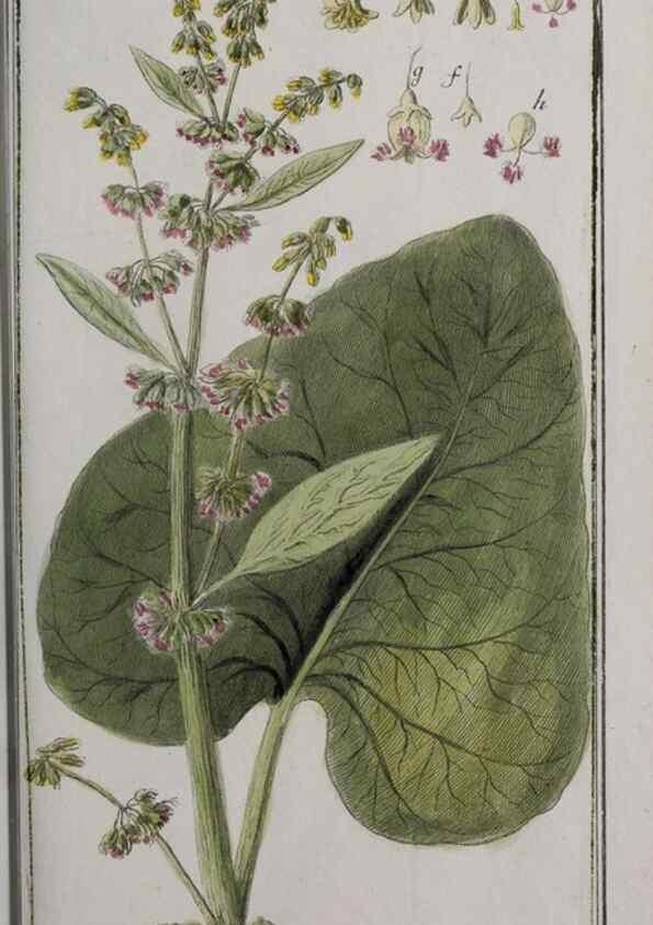 Reproducción/Reproduction 46455896134: Icones plantarum medicinalium.. Nürnberg :auf Kosten der Raspischen Buchhandlung,1779-1790. 