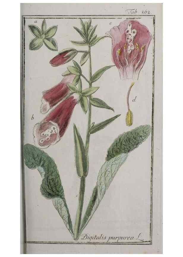 Reproducción/Reproduction 47179415591: Icones plantarum medicinalium.. Nürnberg :auf Kosten der Raspischen Buchhandlung,1779-1790. 