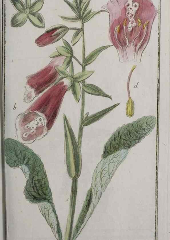 Reproducción/Reproduction 47179415591: Icones plantarum medicinalium.. Nürnberg :auf Kosten der Raspischen Buchhandlung,1779-1790. 