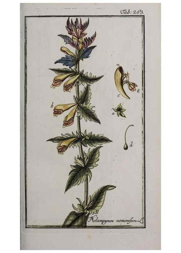 Reproducción/Reproduction 47179416811: Icones plantarum medicinalium.. Nürnberg :auf Kosten der Raspischen Buchhandlung,1779-1790. 