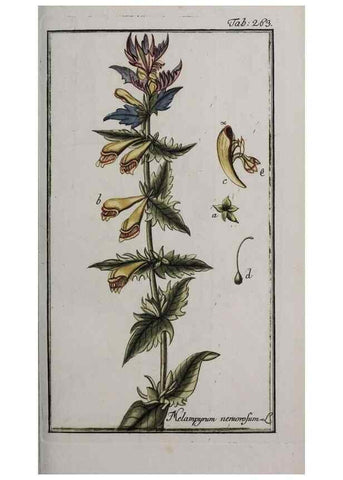 Reproducción/Reproduction 47179416811: Icones plantarum medicinalium.. Nürnberg :auf Kosten der Raspischen Buchhandlung,1779-1790. 