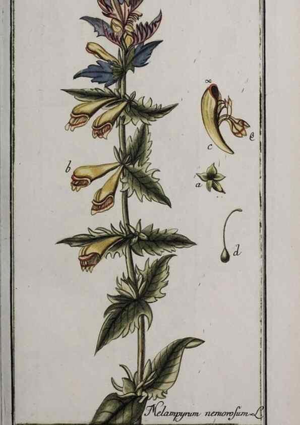 Reproducción/Reproduction 47179416811: Icones plantarum medicinalium.. Nürnberg :auf Kosten der Raspischen Buchhandlung,1779-1790. 