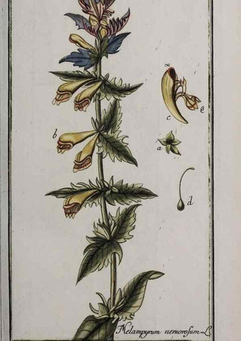 Reproducción/Reproduction 47179416811: Icones plantarum medicinalium.. Nürnberg :auf Kosten der Raspischen Buchhandlung,1779-1790. 