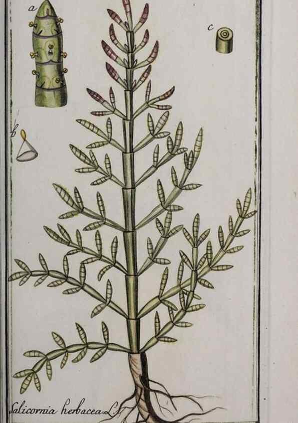 Reproducción/Reproduction 47179418011: Icones plantarum medicinalium.. Nürnberg :auf Kosten der Raspischen Buchhandlung,1779-1790. 