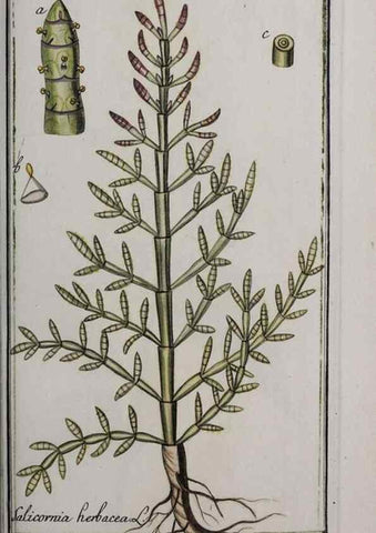 Reproducción/Reproduction 47179418011: Icones plantarum medicinalium.. Nürnberg :auf Kosten der Raspischen Buchhandlung,1779-1790. 