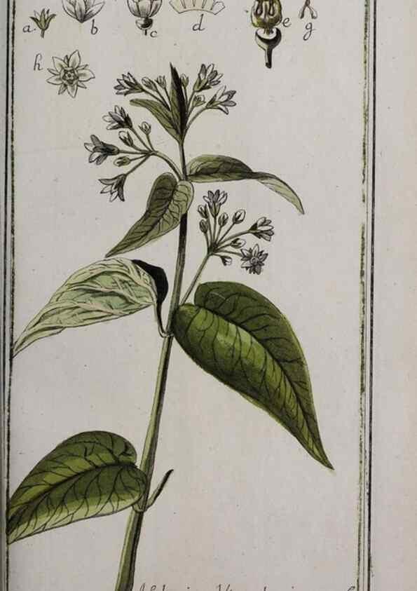 Reproducción/Reproduction 32237644157: Icones plantarum medicinalium.. Nürnberg :auf Kosten der Raspischen Buchhandlung,1779-1790. 