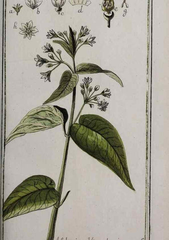 Reproducción/Reproduction 32237644157: Icones plantarum medicinalium.. Nürnberg :auf Kosten der Raspischen Buchhandlung,1779-1790. 