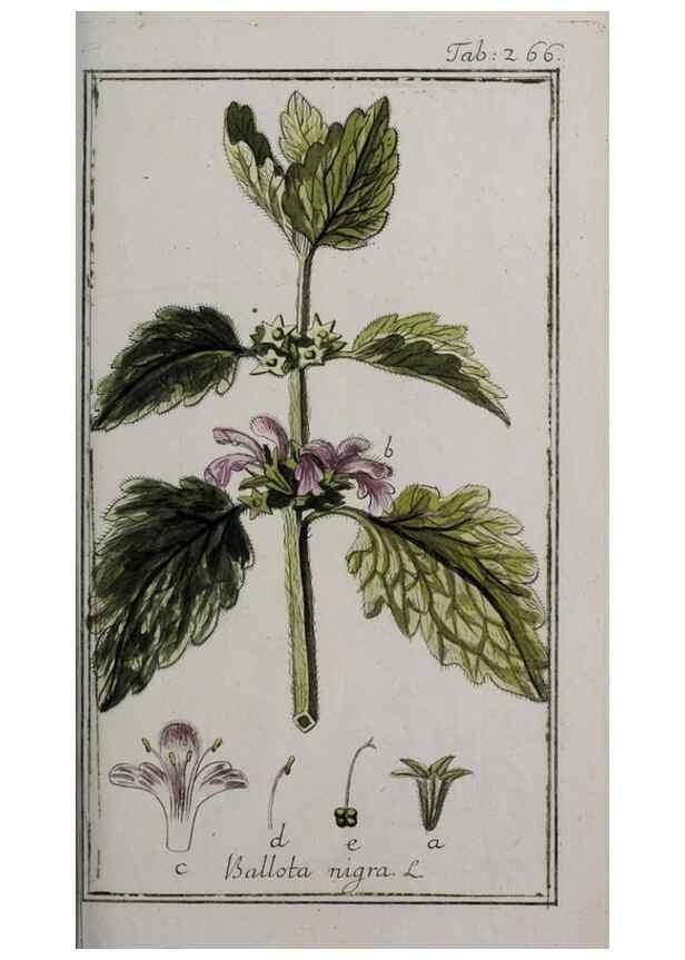 Reproducción/Reproduction 47179420391: Icones plantarum medicinalium.. Nürnberg :auf Kosten der Raspischen Buchhandlung,1779-1790. 