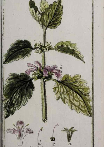 Reproducción/Reproduction 47179420391: Icones plantarum medicinalium.. Nürnberg :auf Kosten der Raspischen Buchhandlung,1779-1790. 