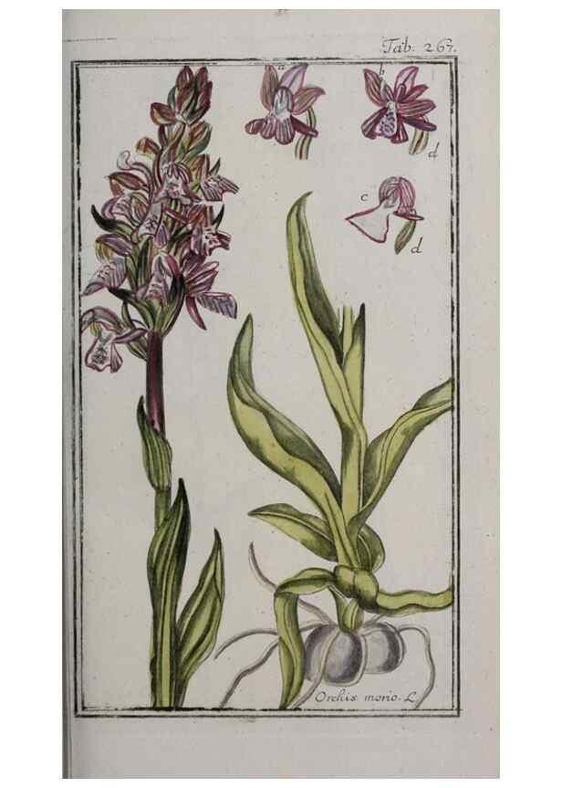Reproducción/Reproduction 46455901474: Icones plantarum medicinalium.. Nürnberg :auf Kosten der Raspischen Buchhandlung,1779-1790. 