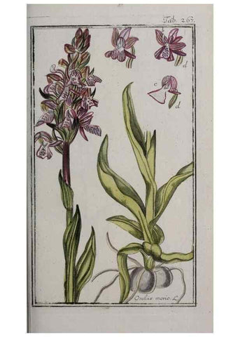 Reproducción/Reproduction 46455901474: Icones plantarum medicinalium.. Nürnberg :auf Kosten der Raspischen Buchhandlung,1779-1790. 